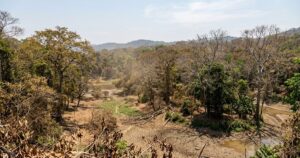 Alerta climático: Florestas tropicais podem perder capacidade vital de absorção de carbono