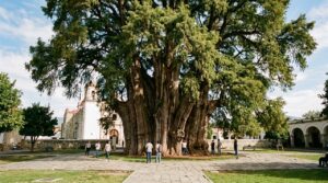 O gigante milenar de Oaxaca: conheça a árvore com o tronco mais largo do mundo