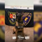 Ação do 13º BAEP resulta em prisão por tráfico de drogas em Bocaina