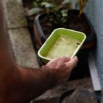 El Niño eleva risco de surto de dengue e chikungunya no Brasil