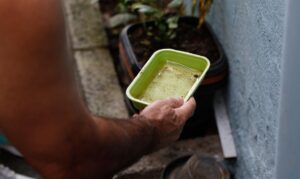El Niño eleva risco de surto de dengue e chikungunya no Brasil