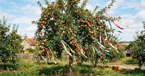 Tiras de tecido no pomar: técnica simples protege colheita contra aves