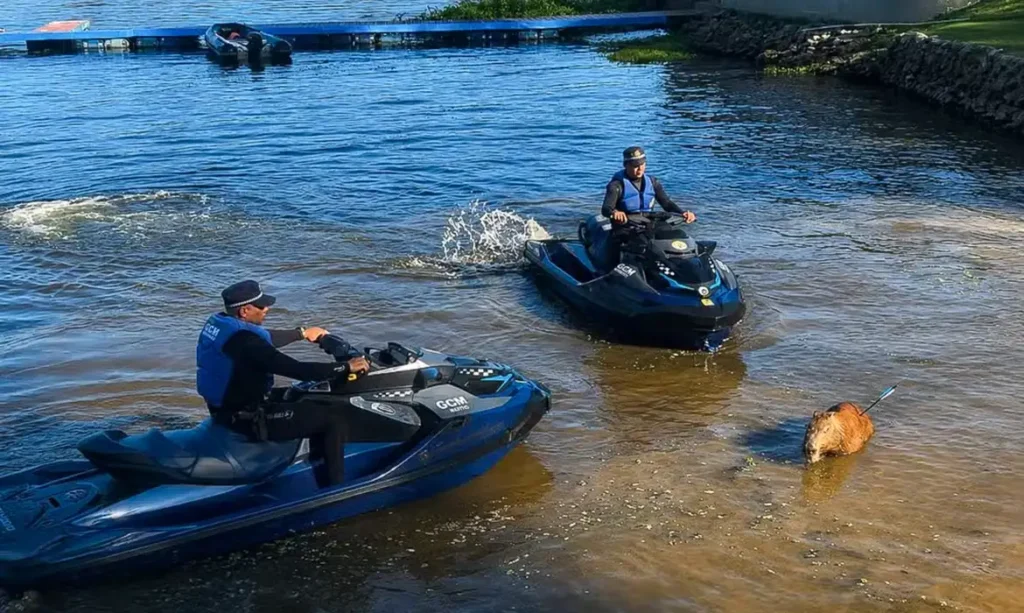 Investigação apura morte de capivara atingida por flecha na represa de Guarapiranga