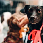 Legislação paulista reforça proteção e bem-estar animal no Dia do Vira-lata