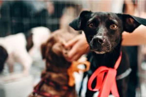 Legislação paulista reforça proteção e bem-estar animal no Dia do Vira-lata