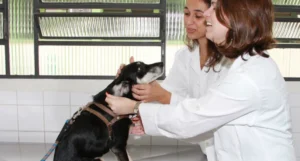 Maus-tratos a animais: como denunciar e proteger em São Paulo