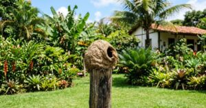 Ninho de joão-de-barro no seu jardim: por que a presença da ave é um bom sinal
