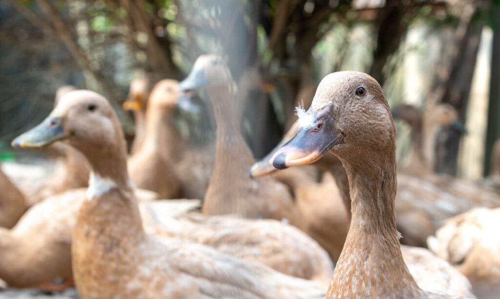 Nova lei proíbe produção e venda de foie gras no Brasil