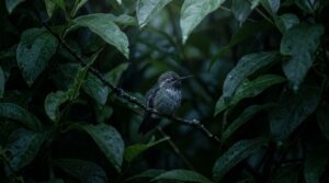 Os segredos do repouso noturno dos beija-flores no seu jardim