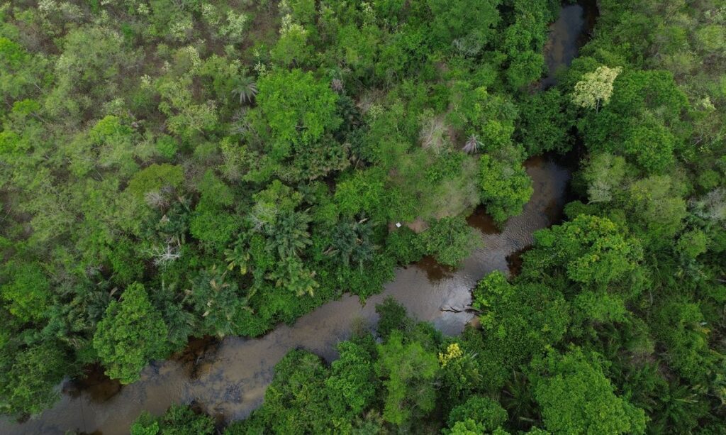 Projeto Restaura Biomas quer recuperar 600 mil hectares de vegetação nativa no Brasil