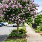 Resedá se consolida como escolha ideal para arborização de calçadas e jardins