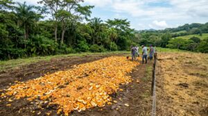 Restauração florestal: cascas de laranja revitalizam terreno degradado na Costa Rica