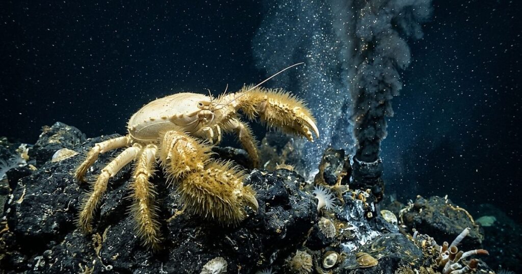 A estratégia de sobrevivência do caranguejo-yeti nas profundezas do oceano