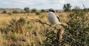 A estratégia do picanço: como a ave cria despensas naturais para superar limitações físicas