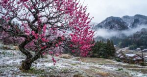 A força da ameixeira: o simbolismo por trás da flor que desafia o inverno