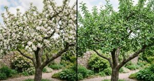 Agrônomos desvendam mistério: por que árvores frutíferas florescem, mas não dão frutos