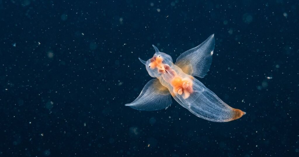 Anjo-do-mar: a criatura transparente que desafia as regras da biologia oceânica