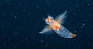 Anjo-do-mar: a criatura transparente que desafia as regras da biologia oceânica