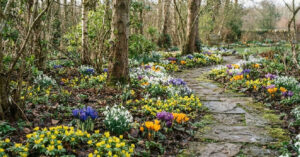 Antecipe a primavera: encomende bulbos de flores em agosto e garanta um jardim vibrante