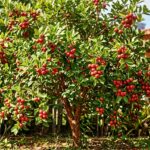 Araçá: a fruta nativa que parece uma mini maçã e encanta pomares brasileiros