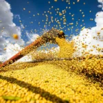 Brasil projeta safra recorde de 360,8 milhões de toneladas de grãos para 2025/26