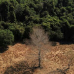 Brasil sob pressão para transformar promessas de restauração ambiental em realidade