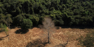 Brasil sob pressão para transformar promessas de restauração ambiental em realidade