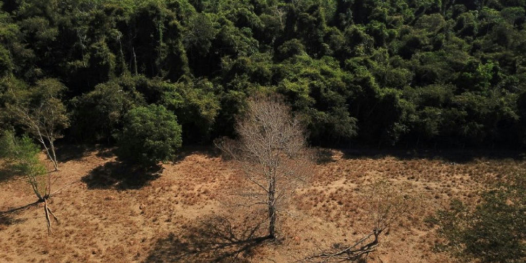 Brasil sob pressão para transformar promessas de restauração ambiental em realidade