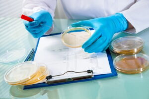 Candida auris: o desafio do superfungo que preocupa autoridades de saúde
