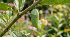 Casulo de borboleta no jardim: um bom sinal de ambiente saudável e vida pulsante