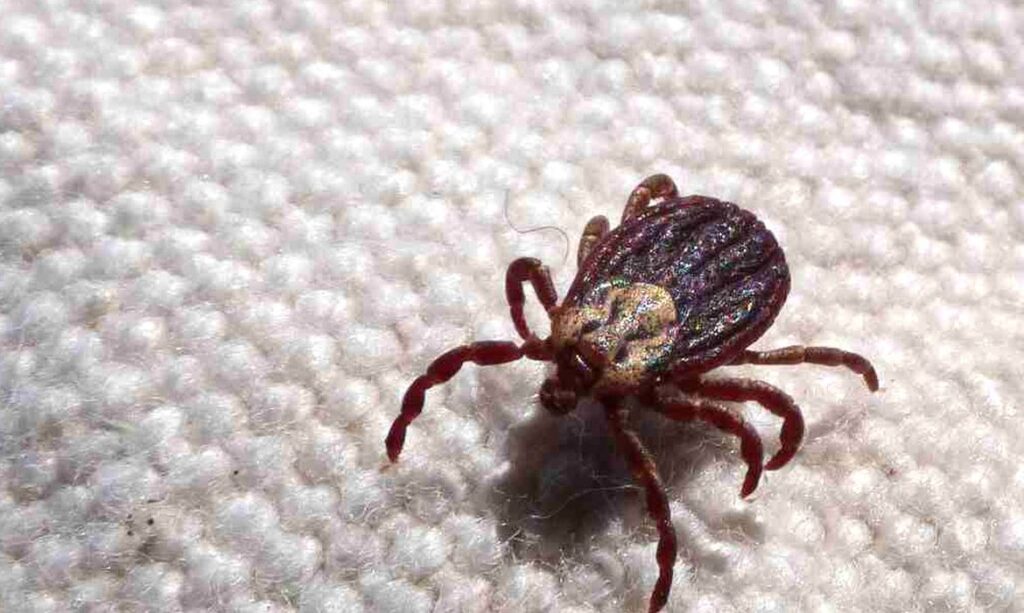 Febre maculosa mata 18 de cada 19 infectados em São Paulo e acende alerta médico
