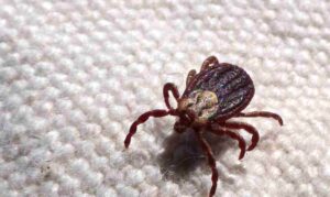 Febre maculosa mata 18 de cada 19 infectados em São Paulo e acende alerta médico