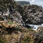 Furões soltos em ilha para coelhos ameaçam colônia de aves marinhas na Irlanda do Norte