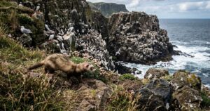 Furões soltos em ilha para coelhos ameaçam colônia de aves marinhas na Irlanda do Norte