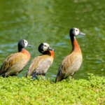Gripe aviária é confirmada em ave silvestre no Parque Ibirapuera em São Paulo