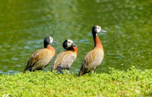 Gripe aviária é confirmada em ave silvestre no Parque Ibirapuera em São Paulo