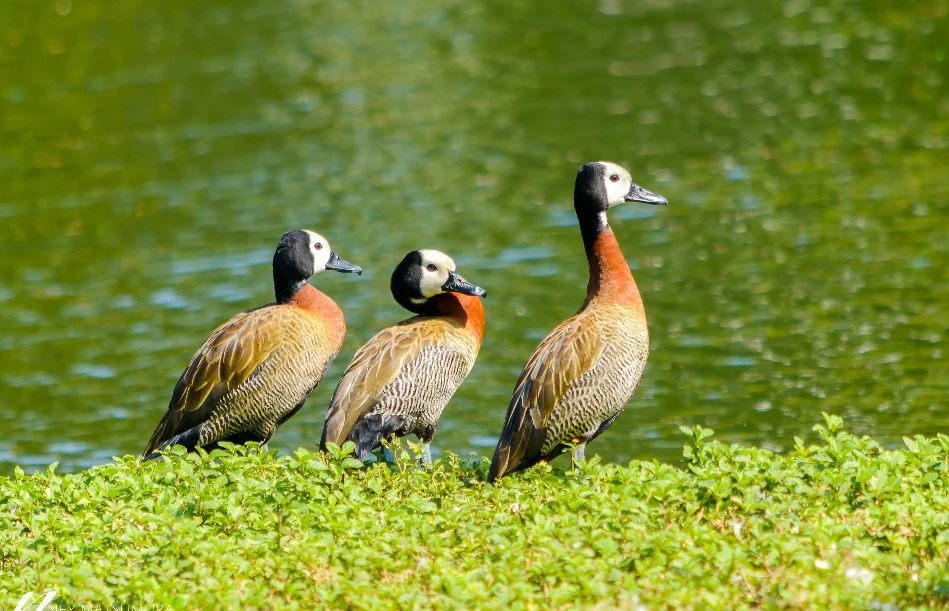 Gripe aviária é confirmada em ave silvestre no Parque Ibirapuera em São Paulo