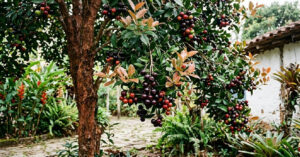 Grumixama e jabuticaba: entenda as diferenças entre as frutas nativas