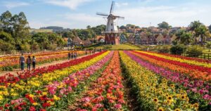 Holambra: como a colônia holandesa se tornou a capital nacional das flores