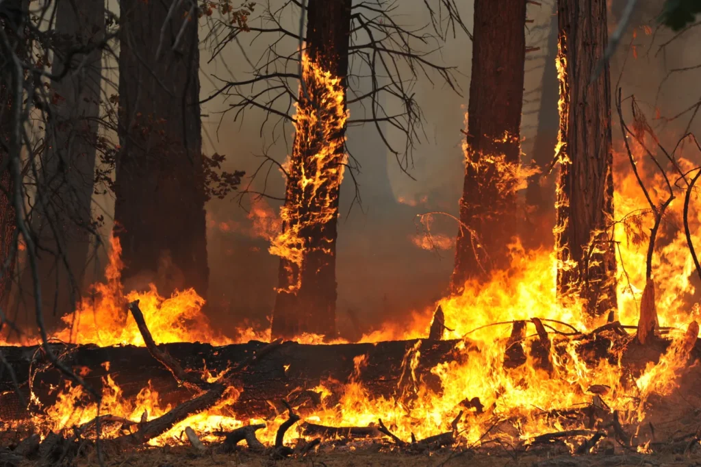 Incêndios rurais: conheça os descuidos comuns que provocam tragédias ambientais