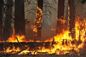 Incêndios rurais: conheça os descuidos comuns que provocam tragédias ambientais
