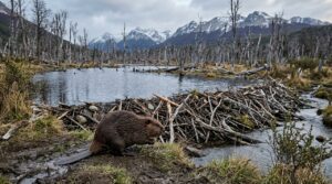 Legado de 1946: 20 castores introduzidos na Patagônia para indústria de peles devastam florestas