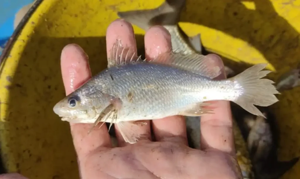 Litoral capixaba: estudo revela taxa recorde de deformidades em peixes após desastre