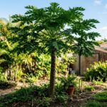 Mamoeiro saudável, mas sem frutos: descubra as mudanças no cultivo que afetam a produção