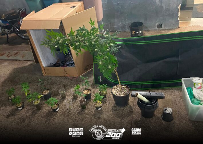 Operação da PM desmantela cultivo de maconha e prende suspeito por tráfico em Batatais