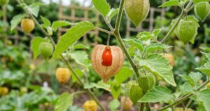 Physalis: conheça a fruta exótica que se destaca pelo formato de lanterna