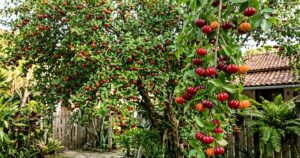 Pitangueira: a árvore nativa que transforma quintais com sua frutificação abundante