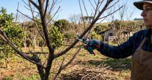 Poda de inverno: como preparar cinco frutíferas para uma colheita abundante