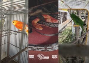 Polícia Ambiental resgata 18 animais mantidos de forma irregular em Taubaté
