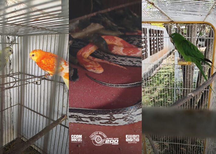 Polícia Ambiental resgata 18 animais mantidos de forma irregular em Taubaté
